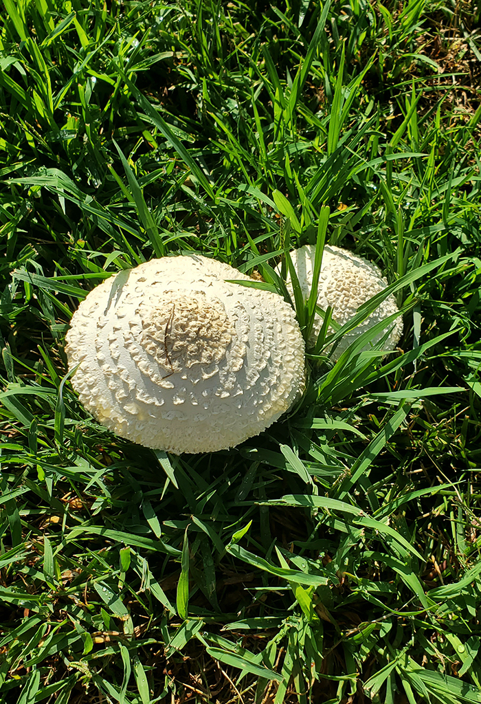 Wild mushrooms growing in grass.