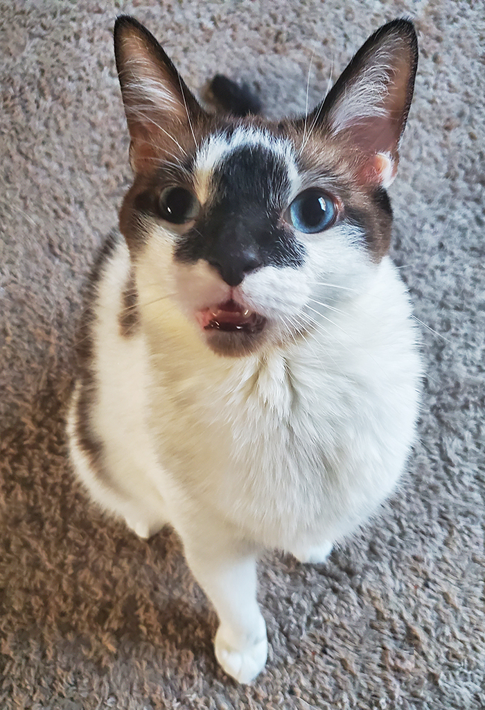 Color pointed cat sitting and staring up at the camera, mouth slightly open.