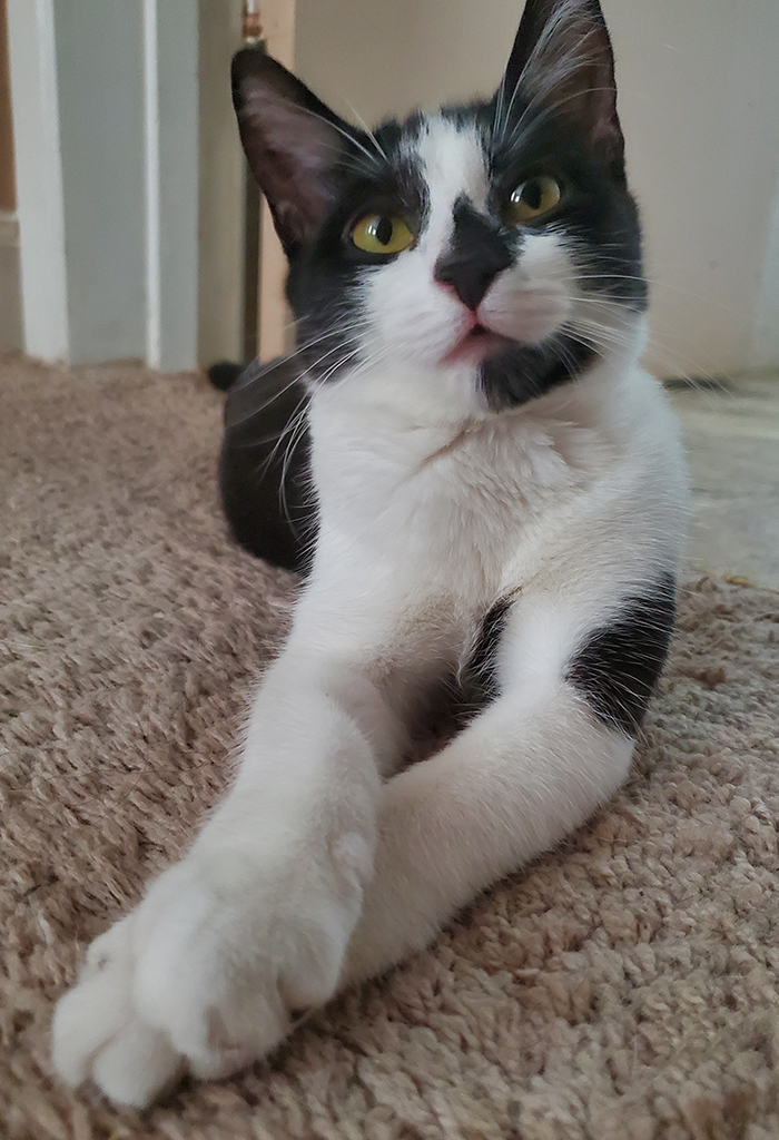 Tuxedo kitten laying on carpet, front legs crossed.