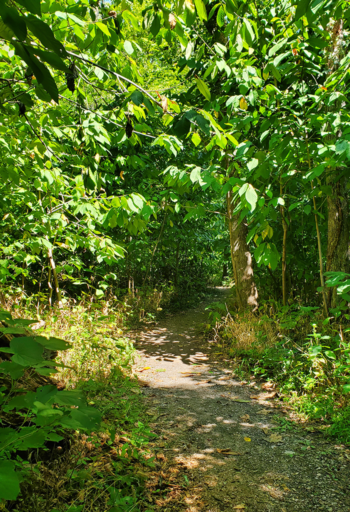 Nature trail path, surrounded by trees and other vegetation.
